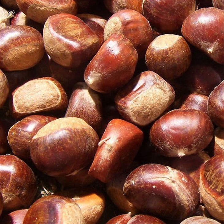 fresh chestunts